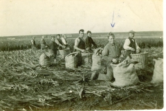 1934-Jappie-in-de-gladiolenoogst